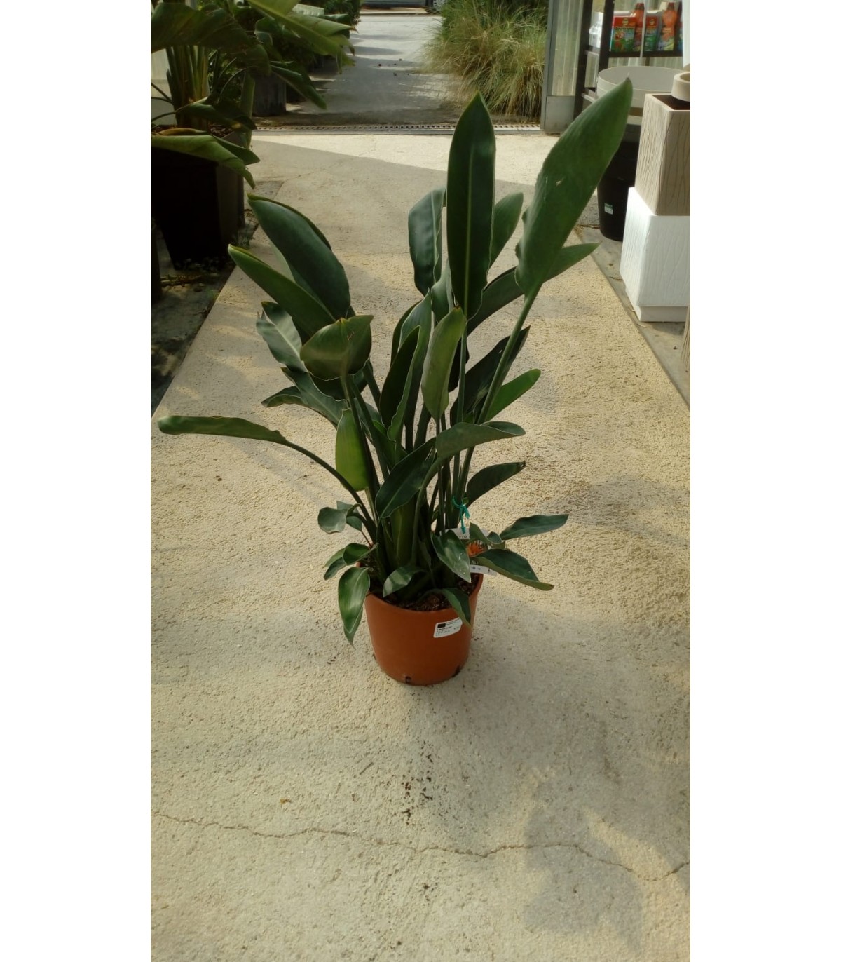 PIANTA DI STRELITZIA in vaso cm 20 --20,00 €