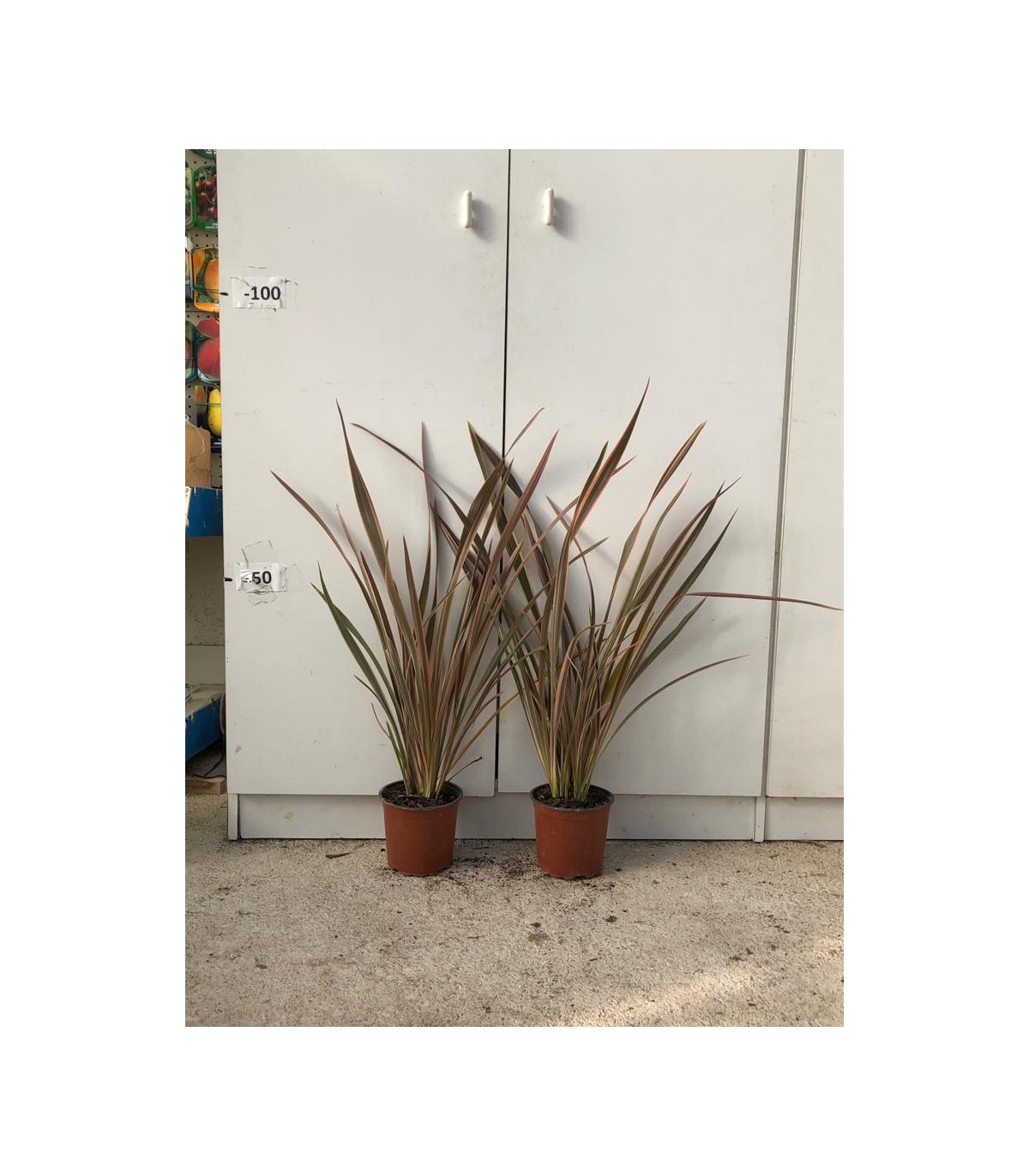 PIANTA DI PHORMIUM SUNDOWNER in vaso cm 15 --10,50 €