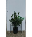 PIANTA DI AGRIFOGLIO ILEX VARIEGATO in vaso cm 24