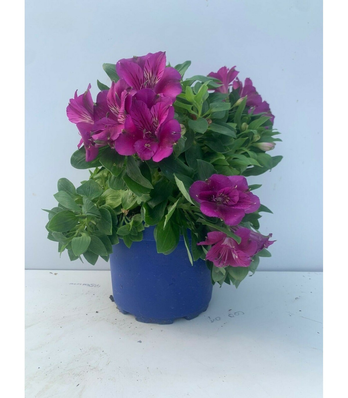 PIANTA DI ALSTROEMERIA in vaso cm 18 mix di colori --15,00 €