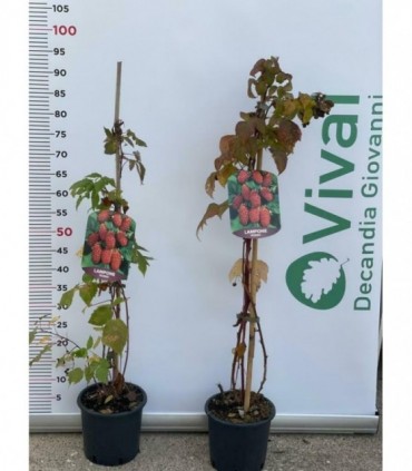 PIANTA DI ULIVO ORNAMENTALE AD ALBERELLO in vaso cm 16 pre bonsai